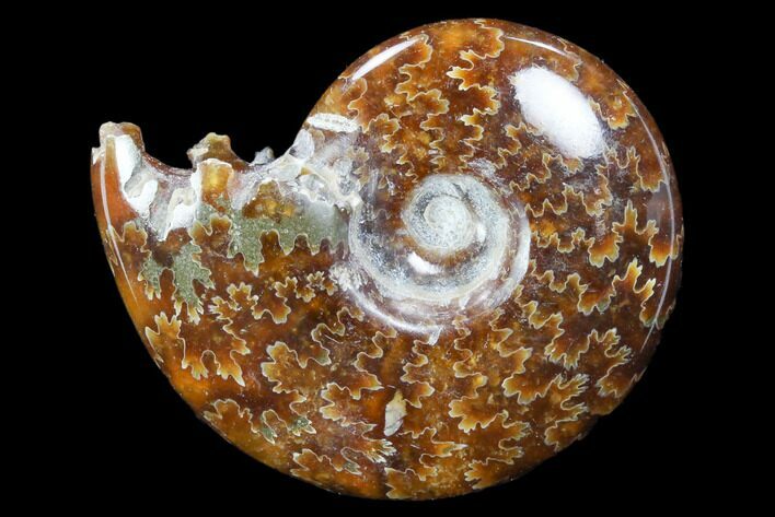 Polished, Agatized Ammonite (Cleoniceras) - Madagascar #117415